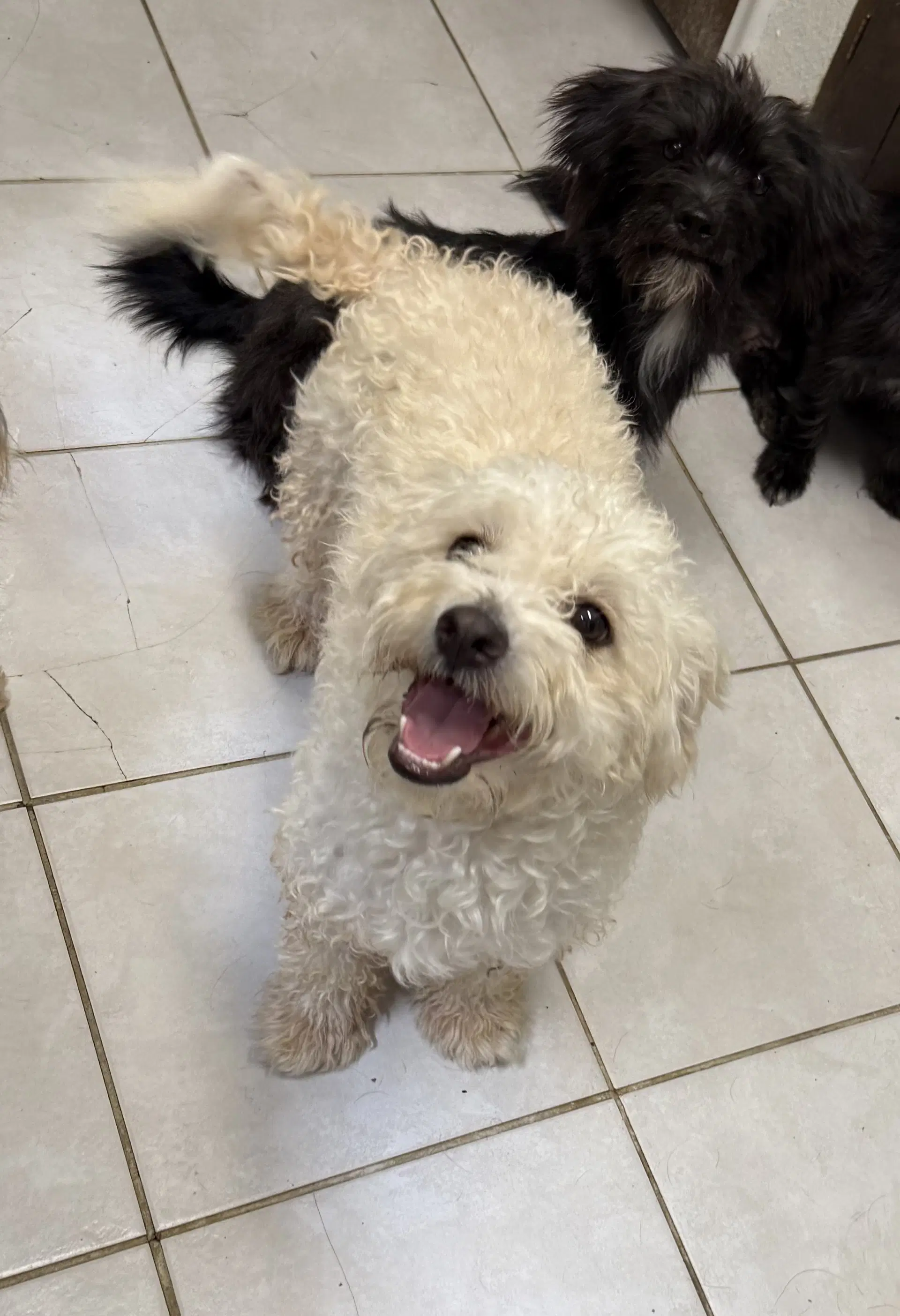 Tofu image 2