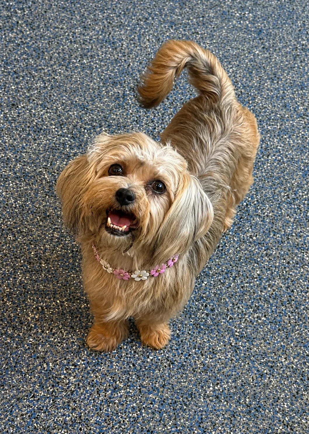 Kimmy - Yorkshire Terrier Yorkie