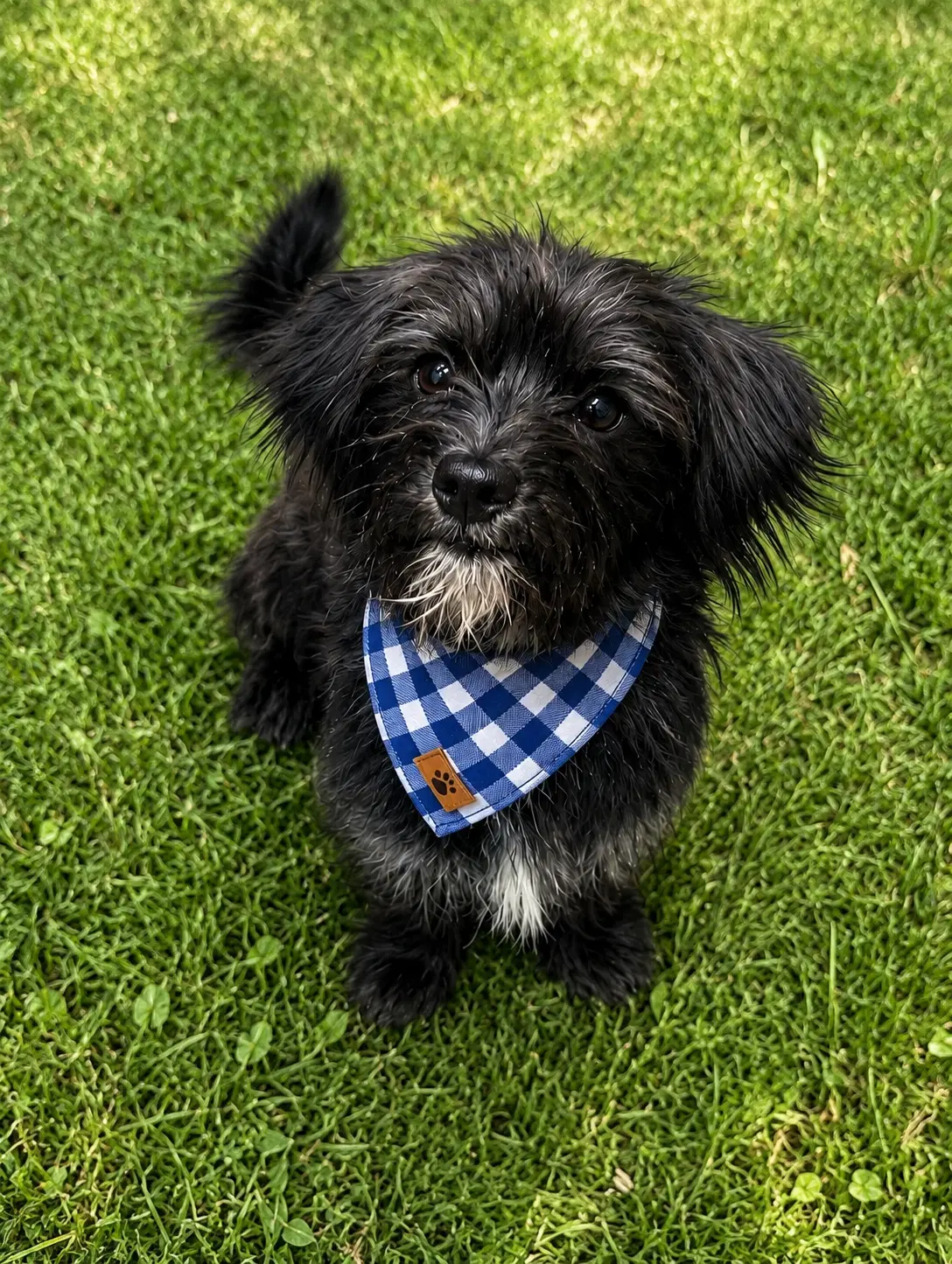 Peter - Cairn Terrier