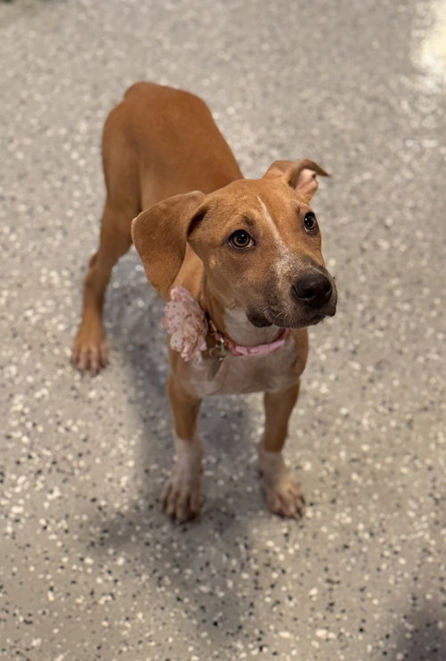 picture of the dog needing adoption