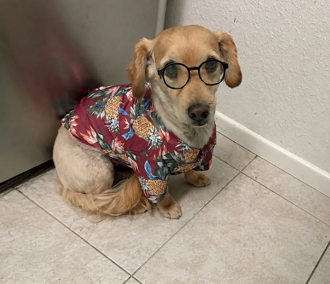 Clark - Dachshund
