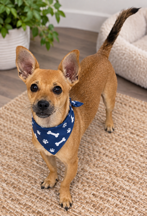 Tuffy, an adoptable dog