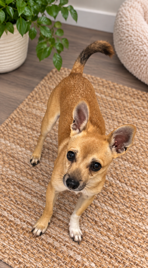 Mouse, an adoptable dog