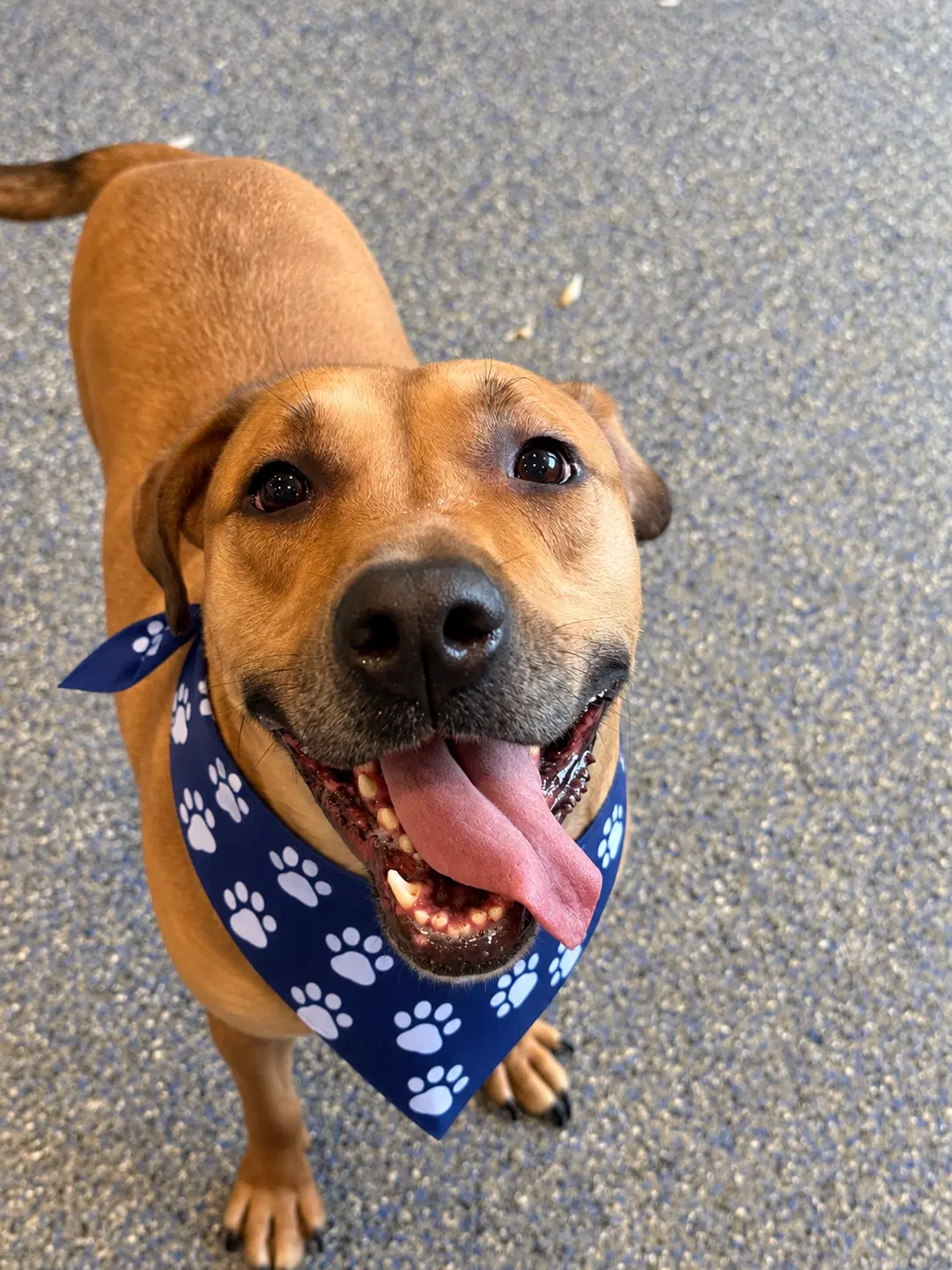 Scout - Rhodesian Ridgeback