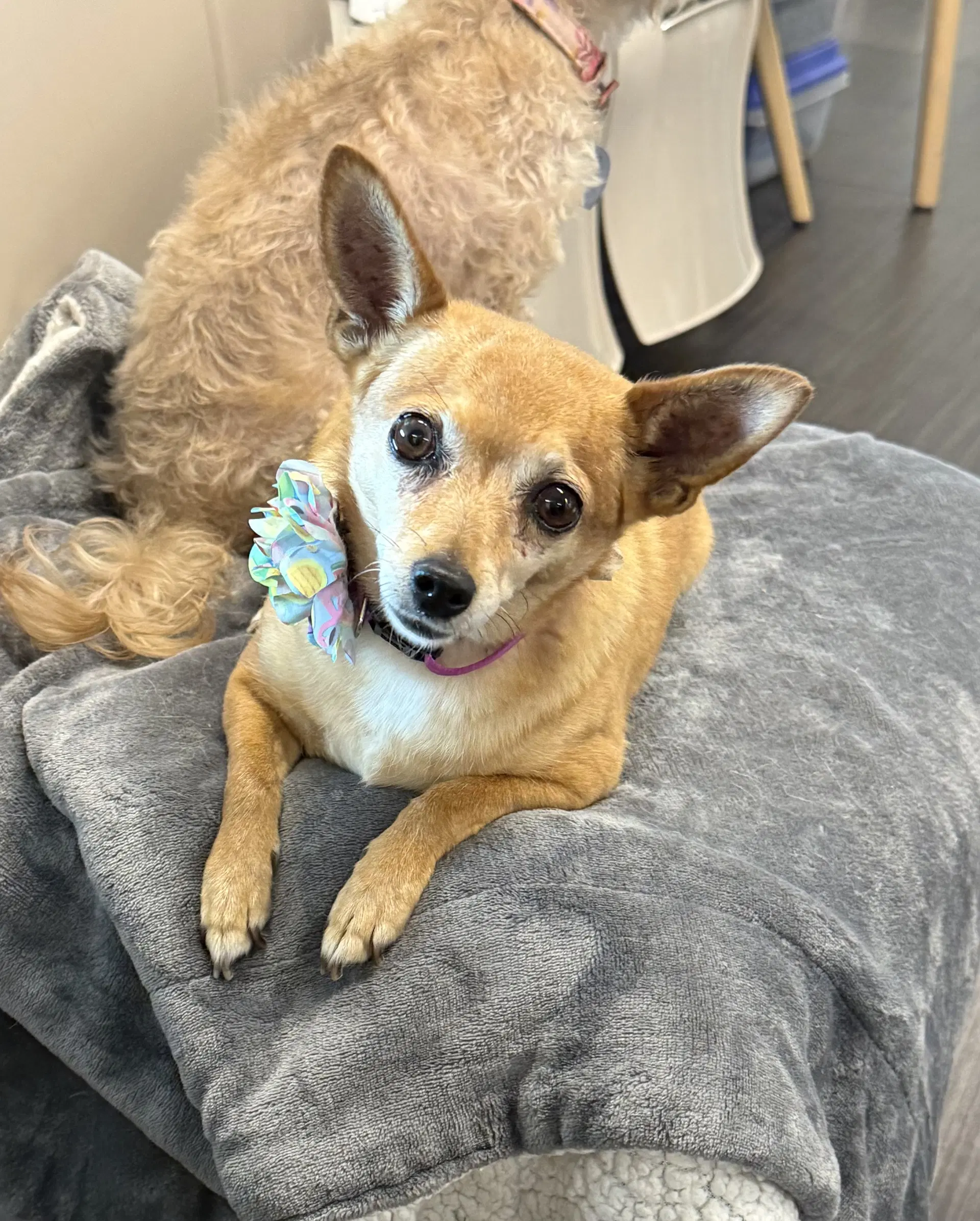 Abbie - Chihuahua