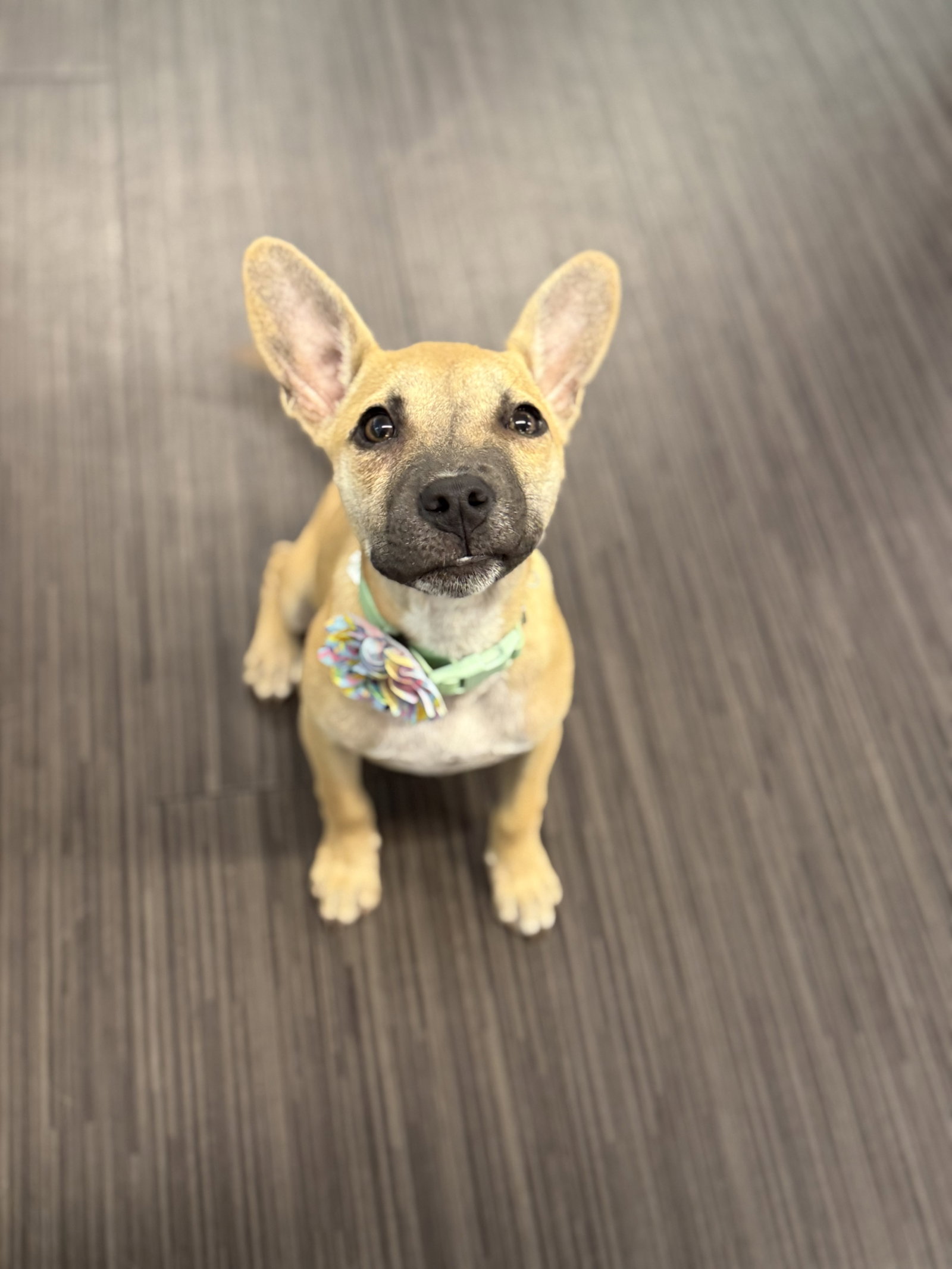 Boba, Australian Kelpie