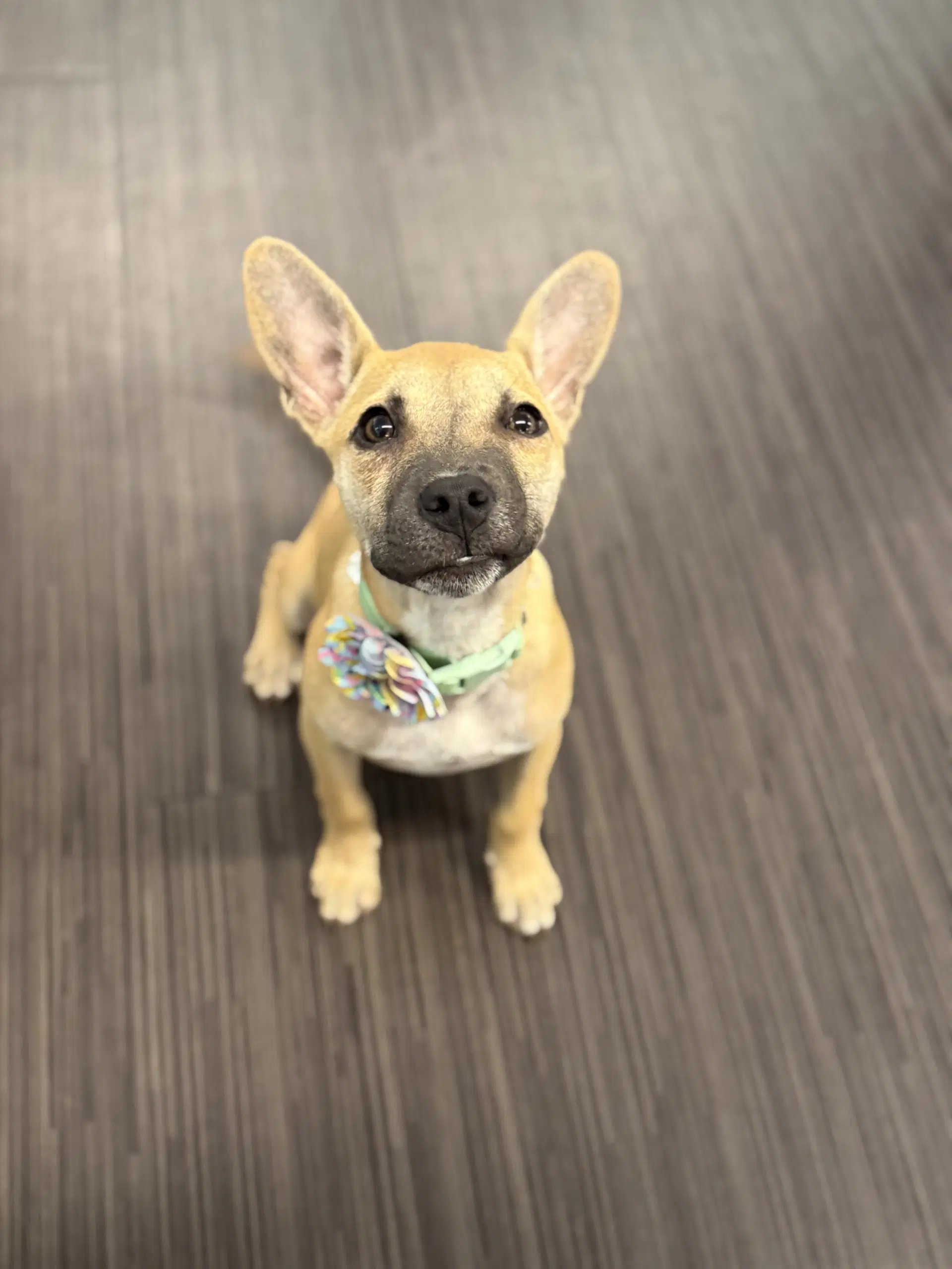 Boba - German Shepherd Dog