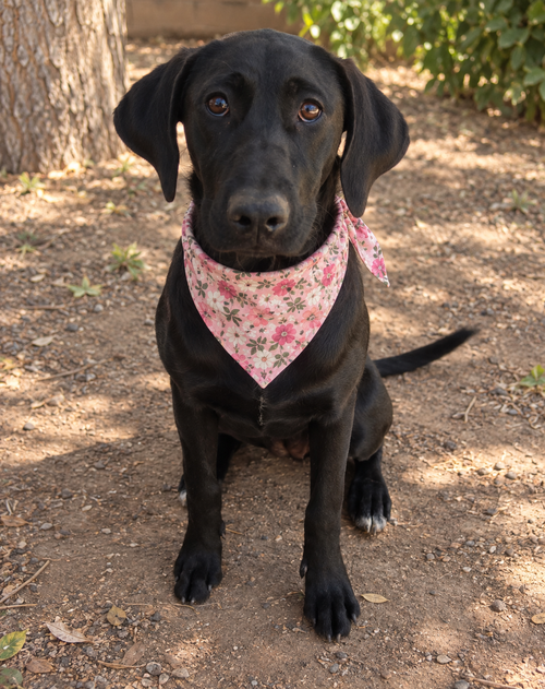 Dottie, an adoptable dog