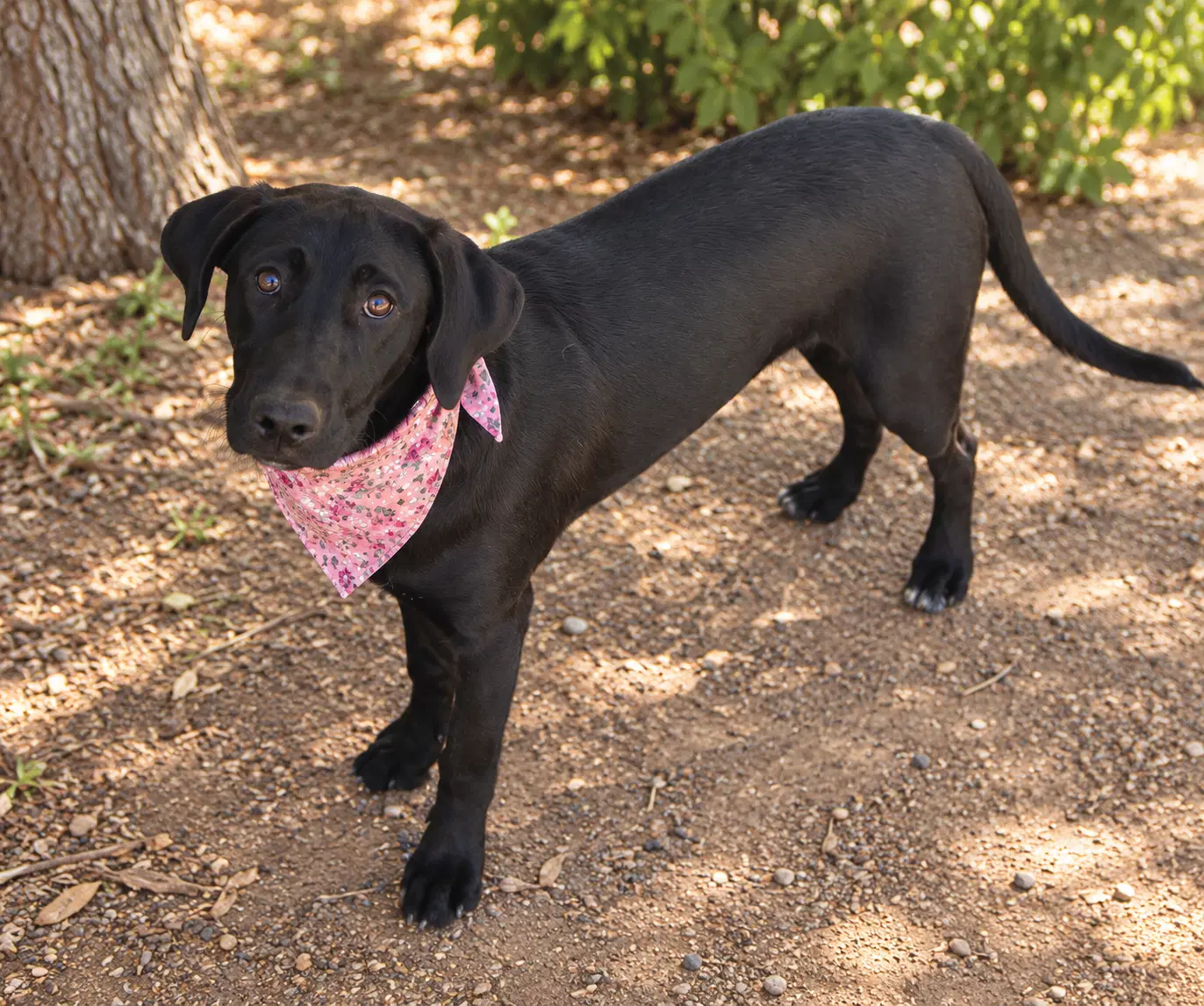 Dottie image 2