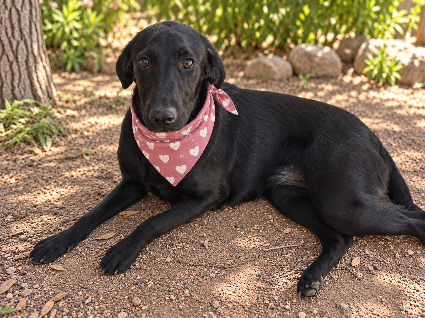 Stella - Labrador Retriever