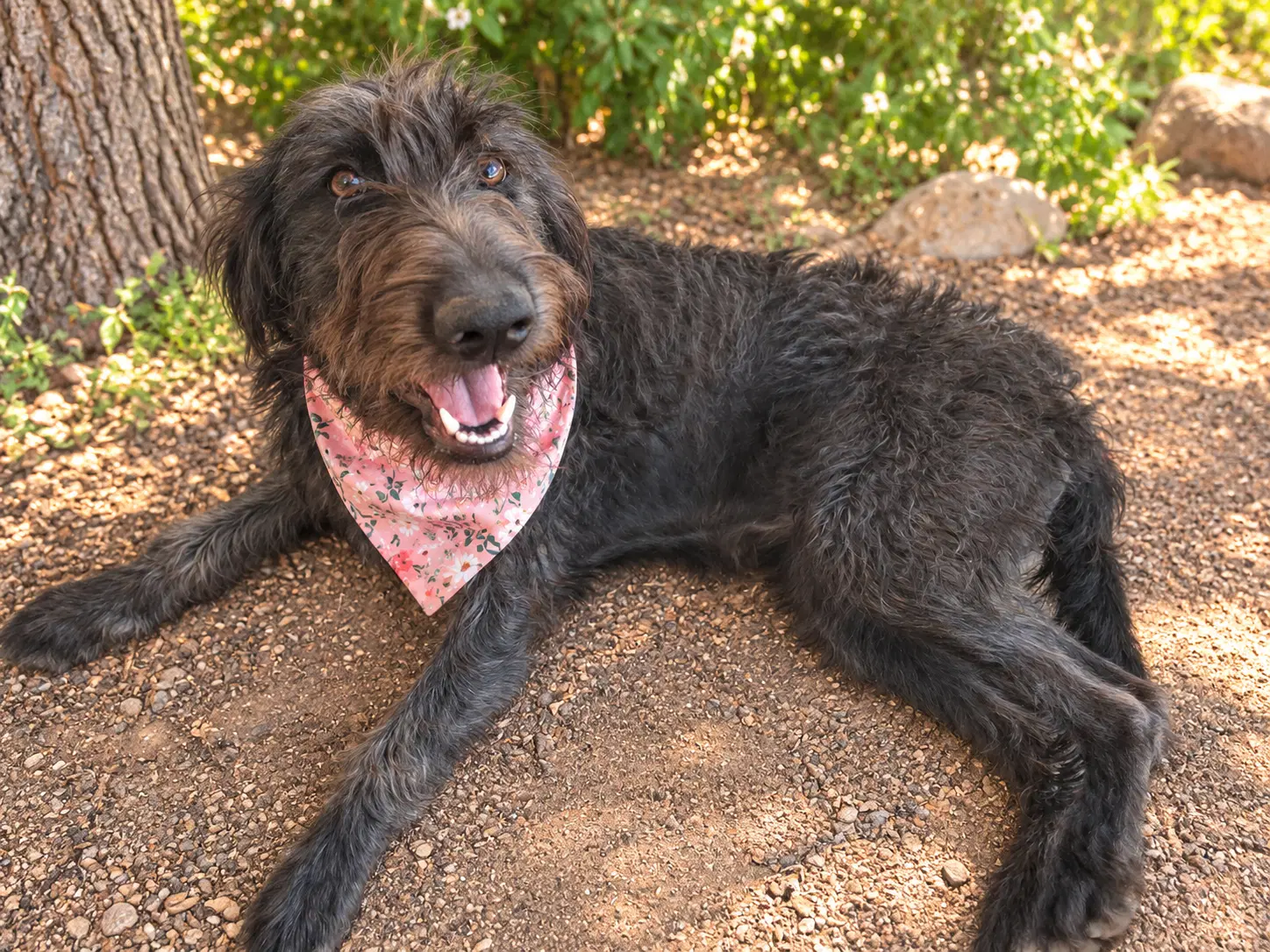 Red - Wirehaired Pointing Griffon