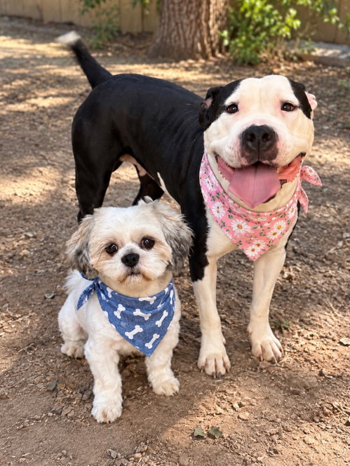 Snoopy and Lucy, an adoptable dog