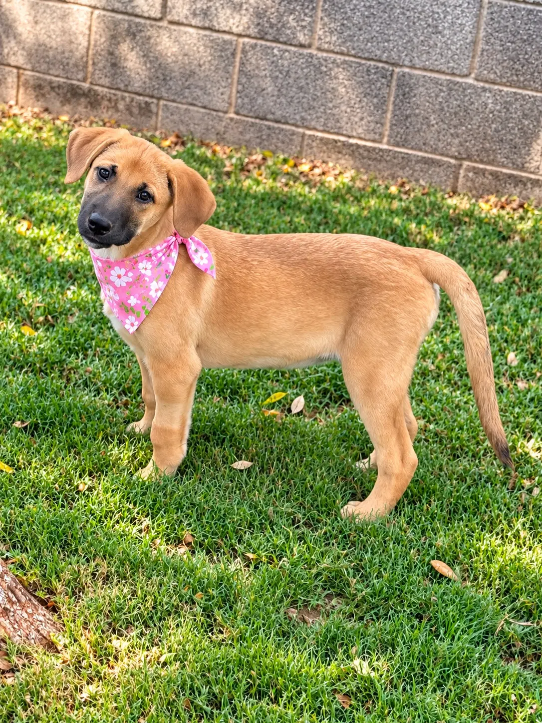 Maggie - Labrador Retriever