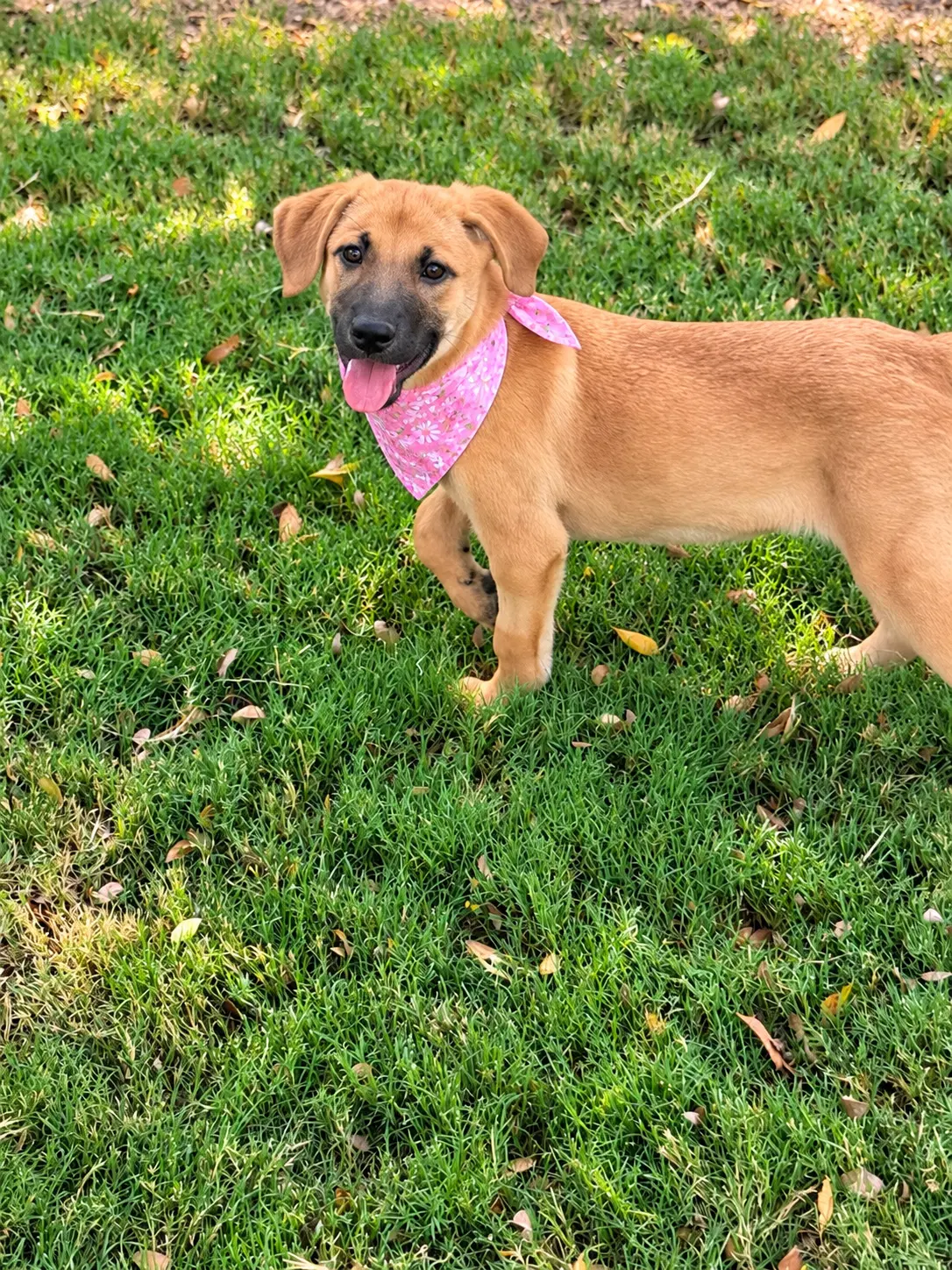 Maggie image 3