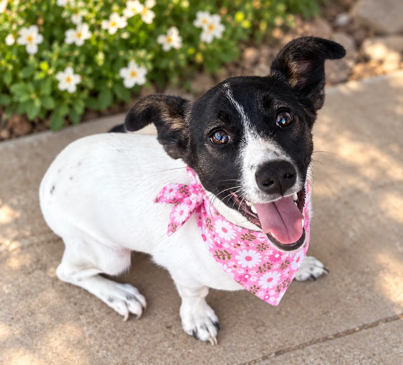 Cookie - Jack Russell Terrier (Parson Russell Terrier)