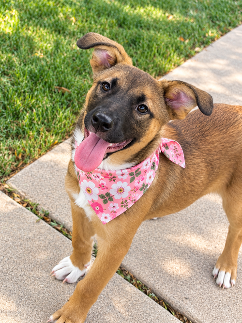 Banana, an adoptable dog