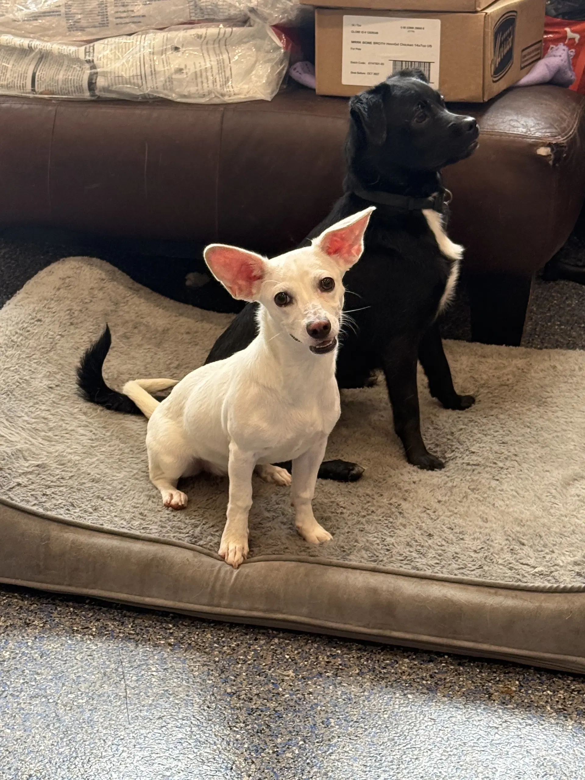 Suku - Chihuahua