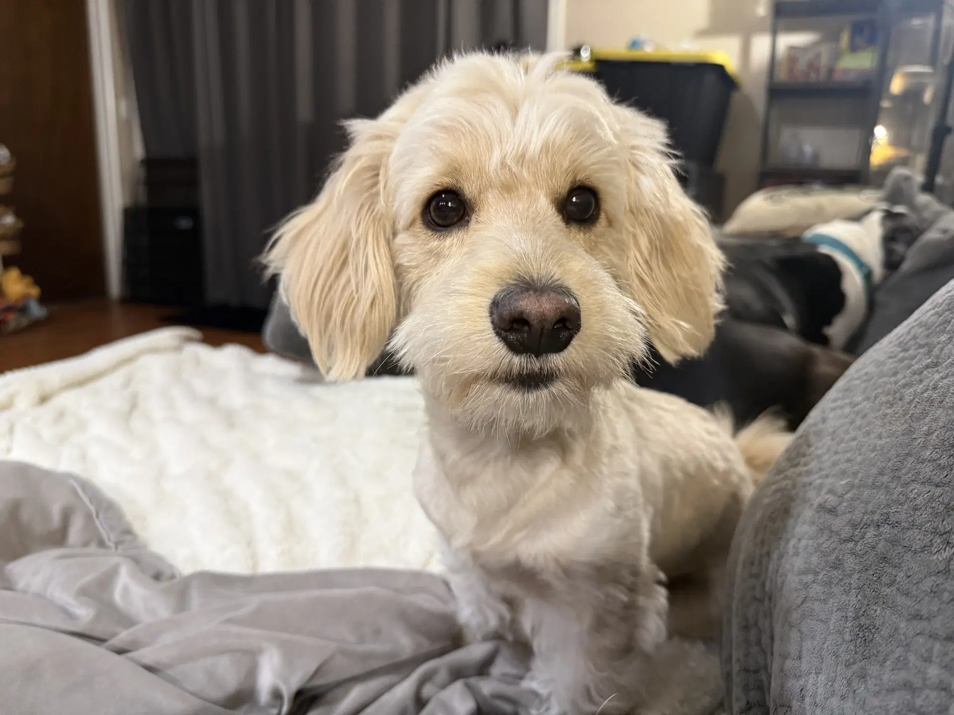 Chacho - Cockapoo