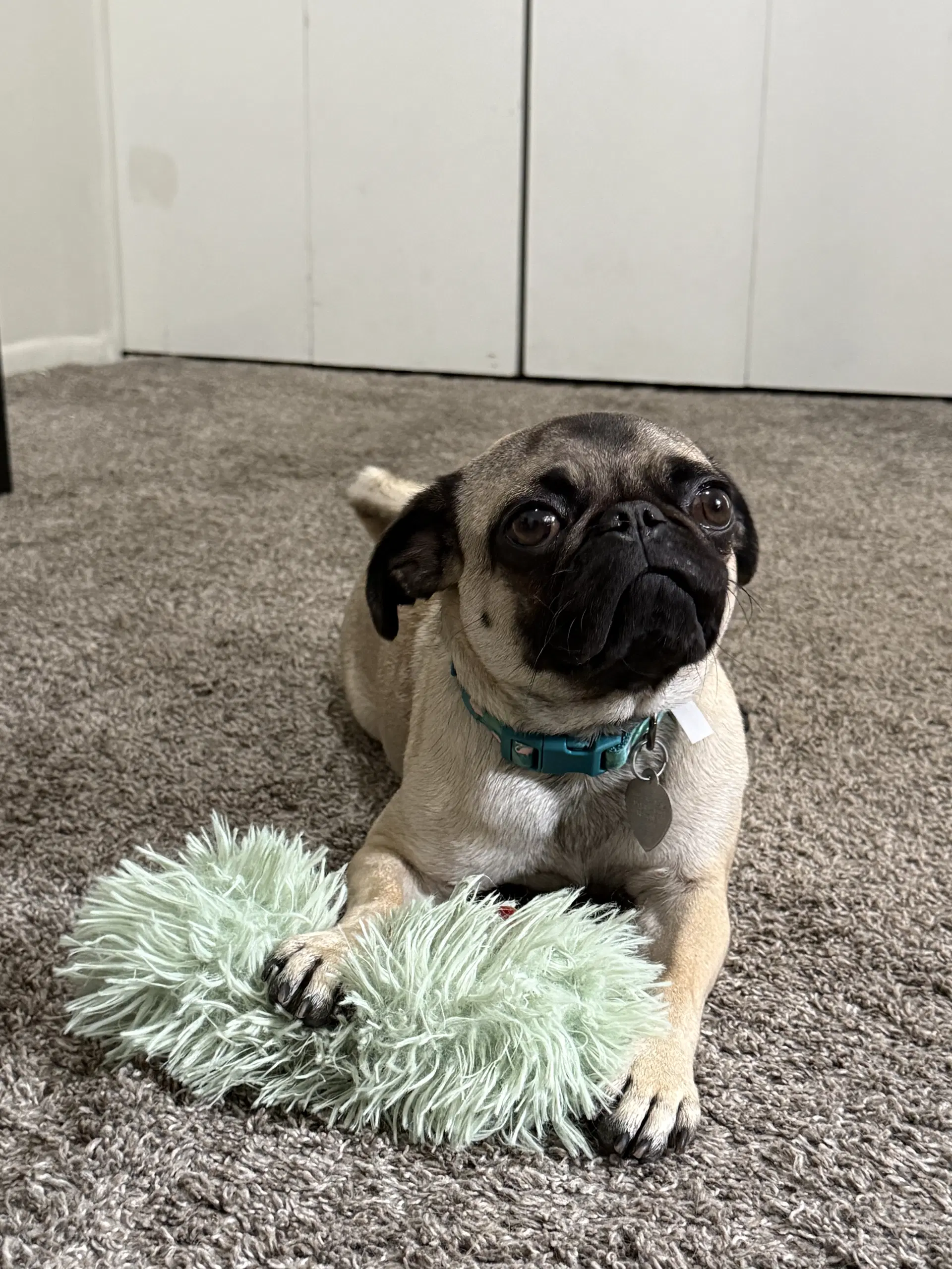 Lottie - Pug