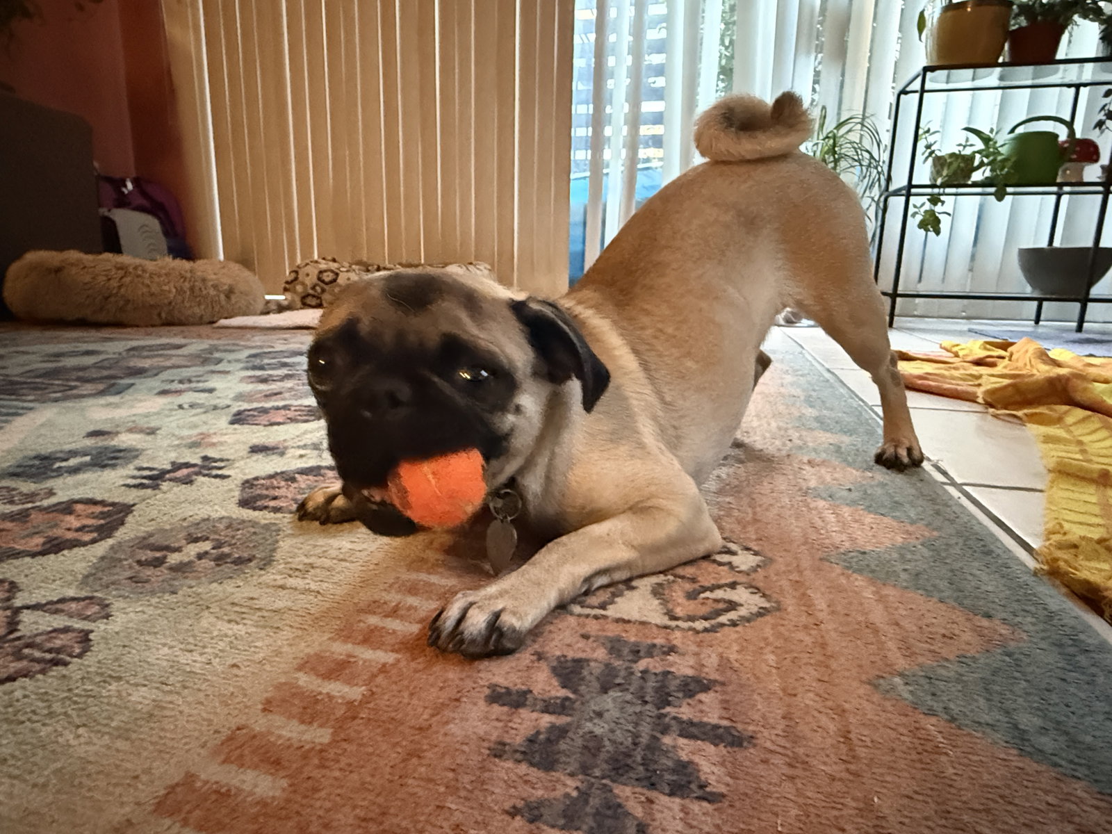 Lottie, photo 3