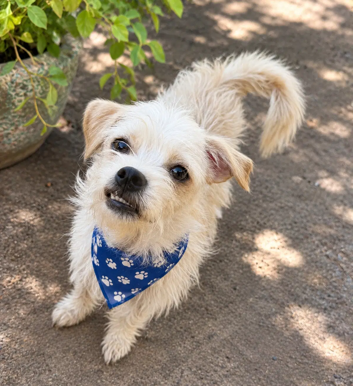 Gomez - Maltese