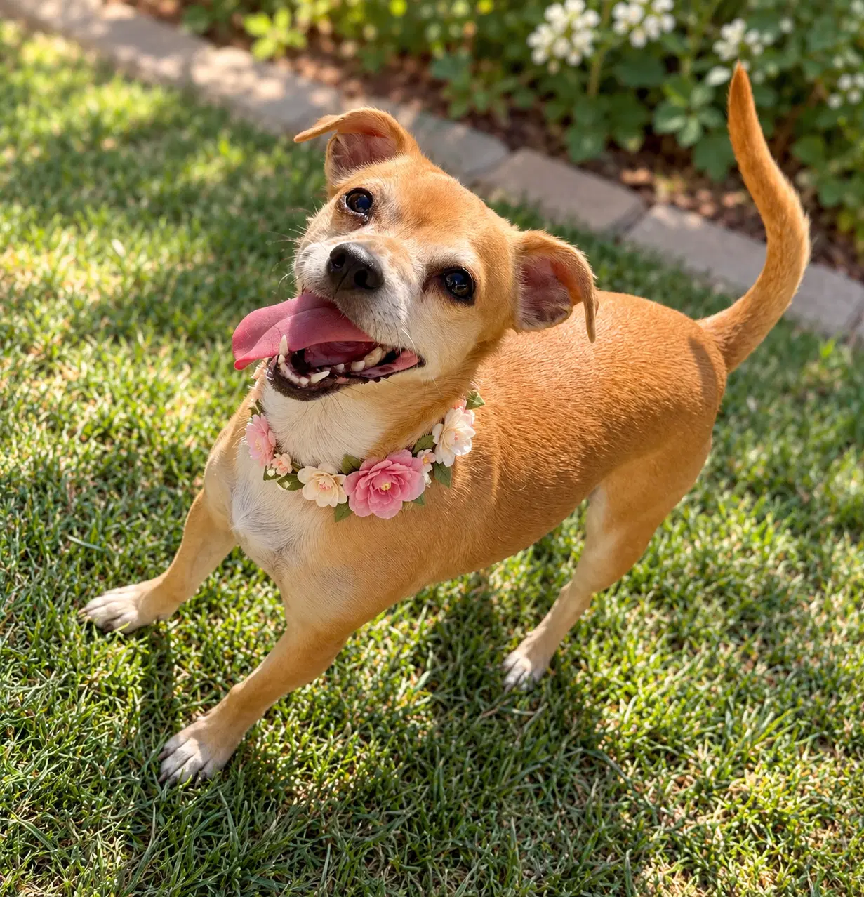Chloe image 2