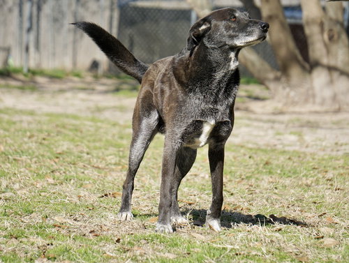 BANJO - Border Collie available for adoption