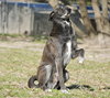 Banjo - Photo 4