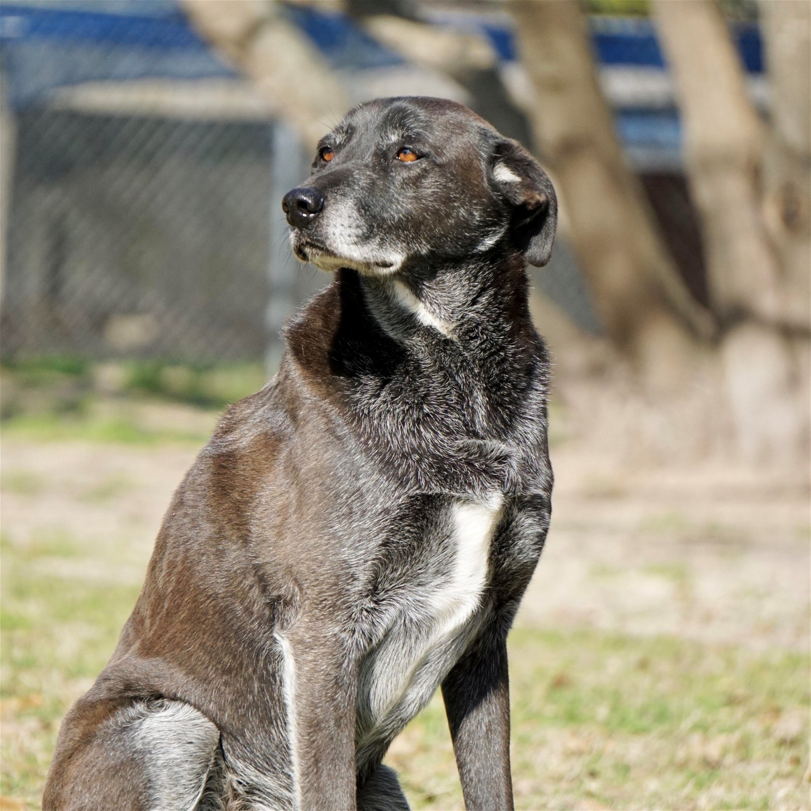 adoptable Dog in Mabank, TX named Banjo