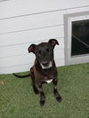 adoptable Dog in Mabank, TX named Donatello