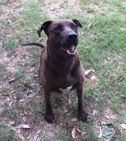 adoptable Dog in Mabank, TX named Gwen