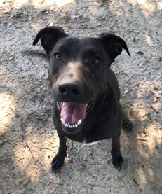 adoptable Dog in Mabank, TX named MJ