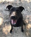 adoptable Dog in mabank, TX named MJ