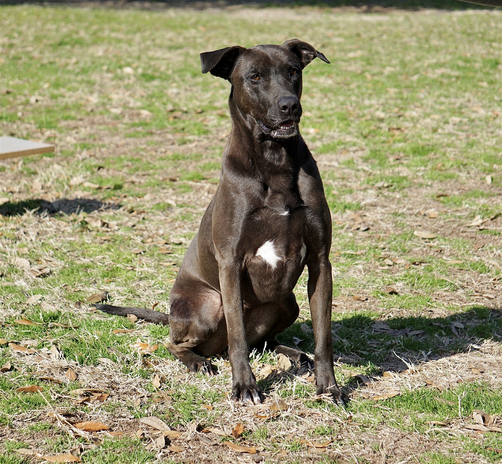 adoptable Dog in Mabank, TX named Selena