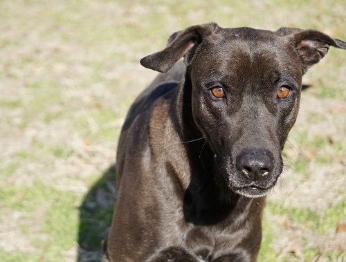 SELENA - Shepherd / Mastiff available for adoption