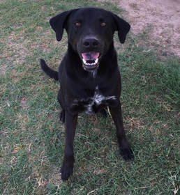 adoptable Dog in Mabank, TX named Louis