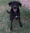 adoptable Dog in mabank, TX named Louis