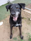 adoptable Dog in Mabank, TX named Louis