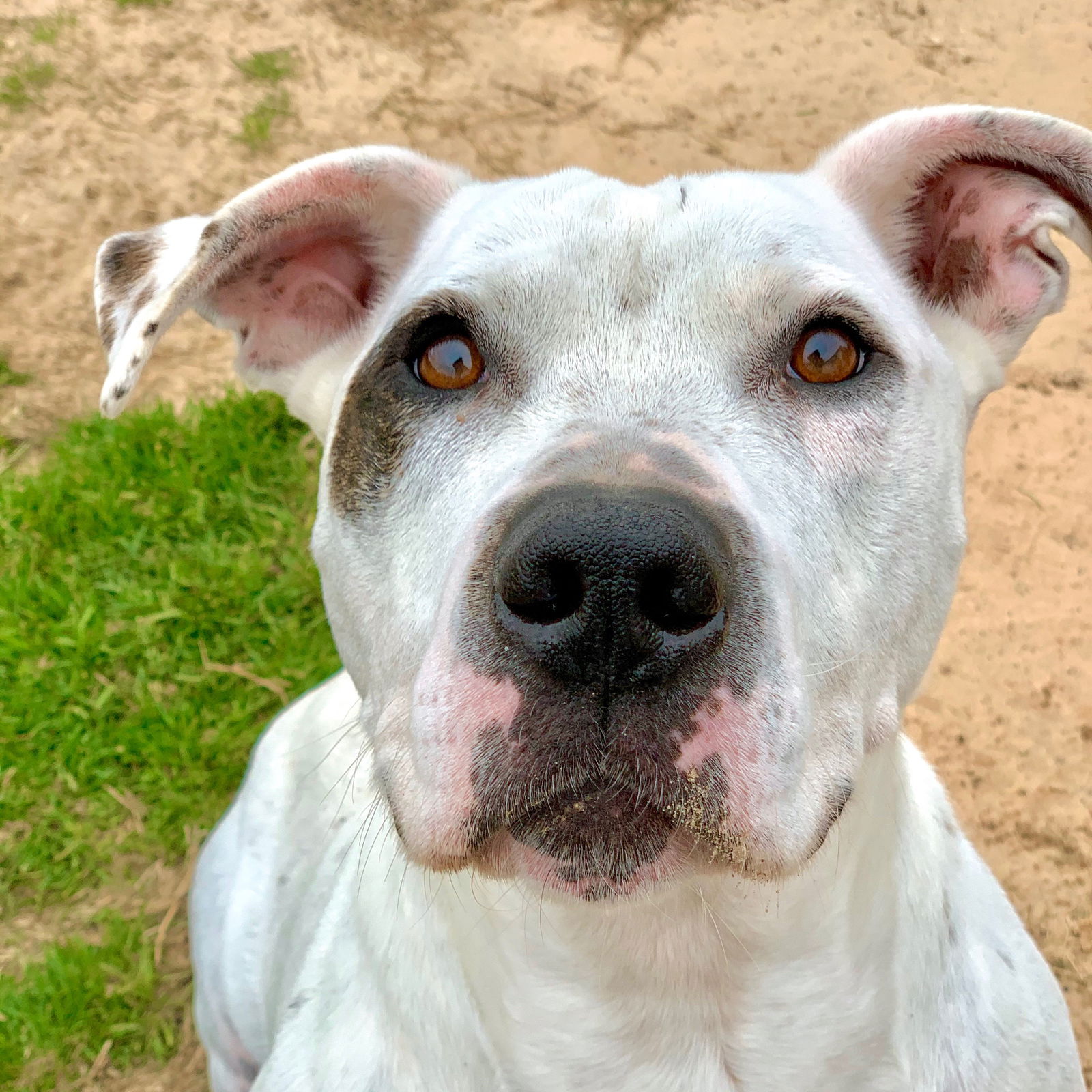 adoptable Dog in Mabank, TX named Ralph