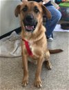 adoptable Dog in mabank, TX named Rocky