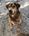 adoptable Dog in mabank, TX named Rowdy