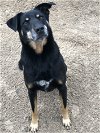 adoptable Dog in mabank, TX named Tye