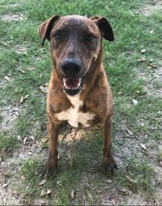 adoptable Dog in Mabank, TX named Willow