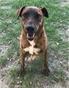 adoptable Dog in mabank, TX named Willow