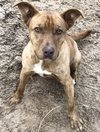 Tazz - Photo 2