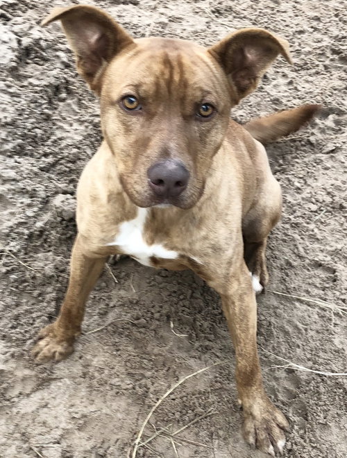 TAZZ - Pit Bull Terrier / Retriever available for adoption