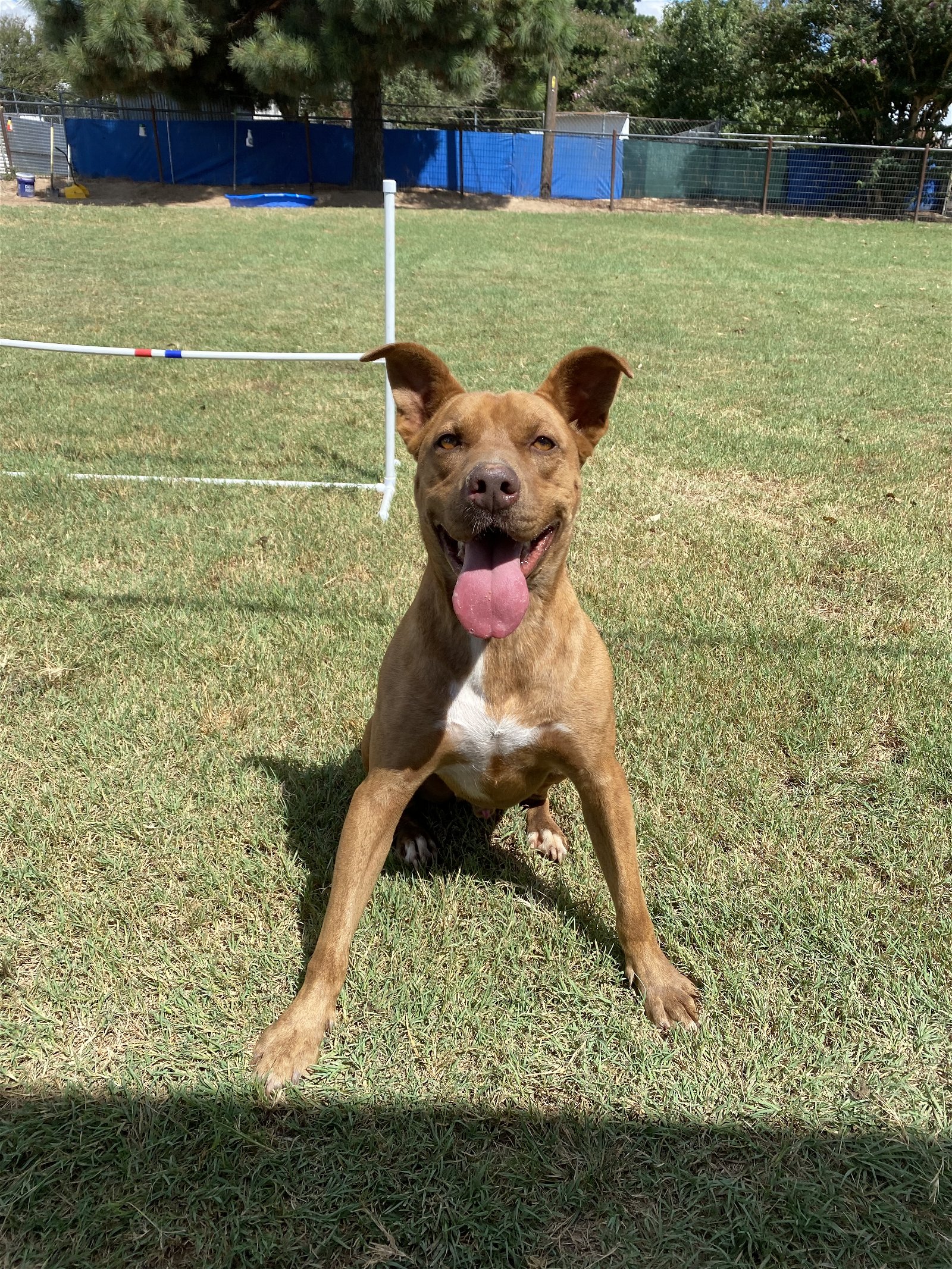 adoptable Dog in Mabank, TX named Tazz