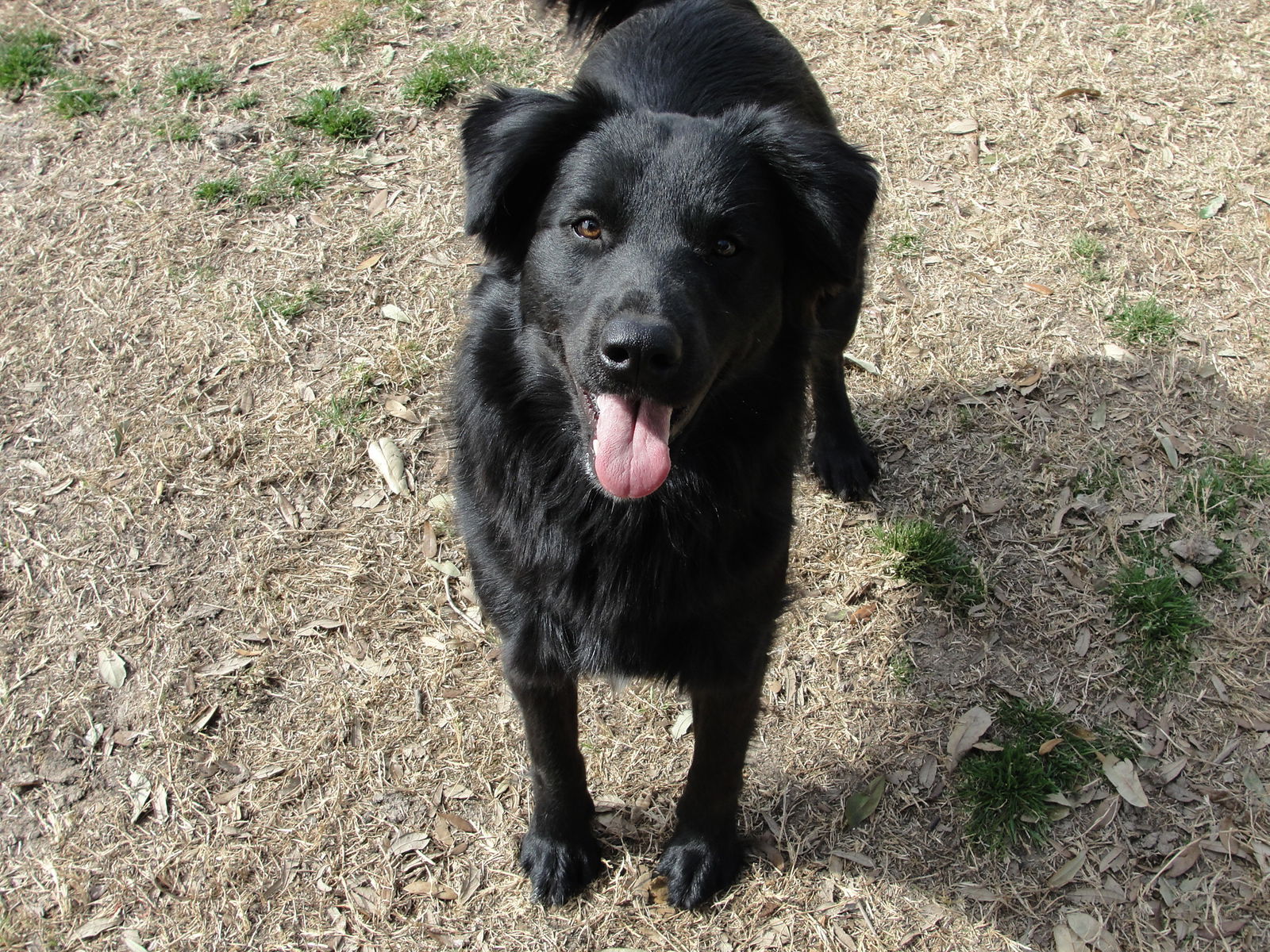 adoptable Dog in Mabank, TX named Ethel