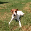 Jack Jack - Photo 1