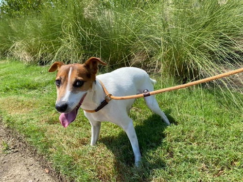 JACK JACK - Jack Russell Terrier available for adoption